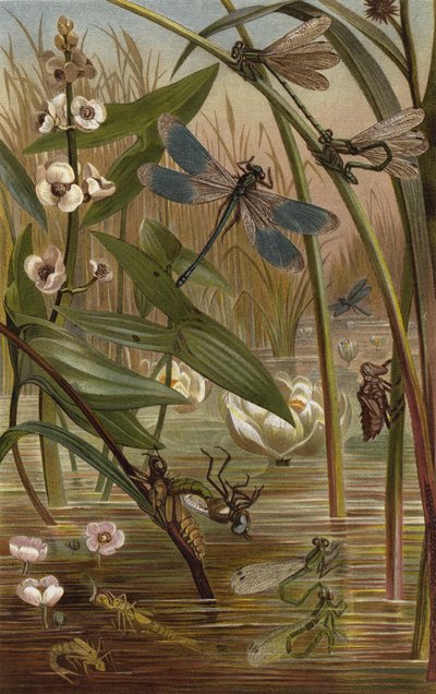 Egg-Laying Damselfly by European School